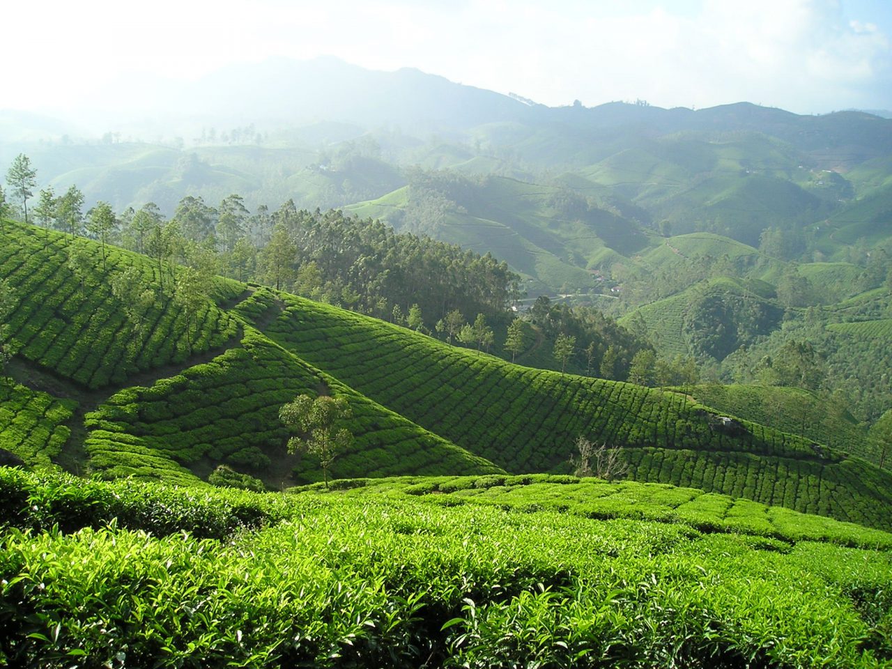 Difference between Assam tea and Darjeeling Tea – Namhah
